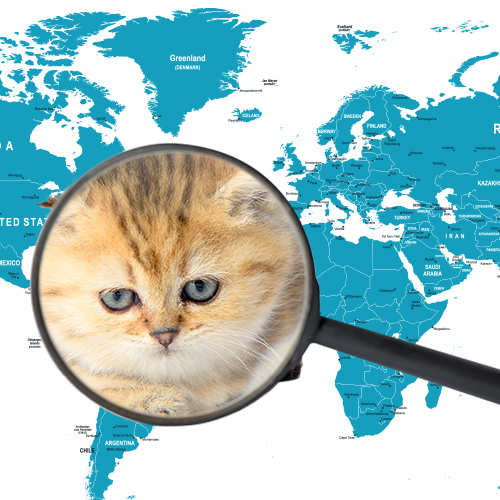 why-choose-datamars-cat Datamars Pet ID - Why use microchips?